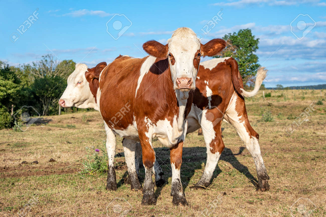 Two young cows with muddy hooves playing in the field, red and white montbeliarde heifer in the Jura, France - 169481673 Two young cows with muddy hooves playing in the field, red and white montbeliarde heifer in the Jura, France - 169481673