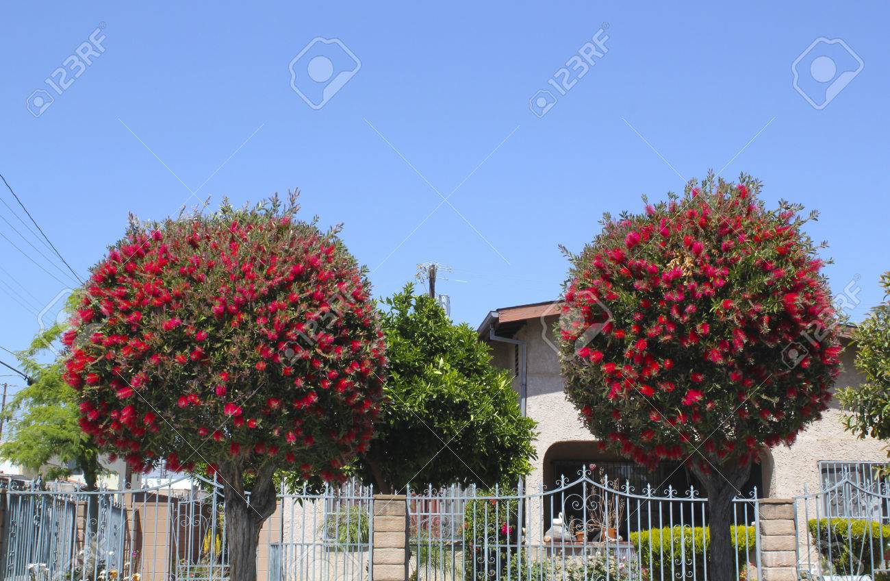 カリフォルニア州の木の赤い花 の写真素材 画像素材 Image