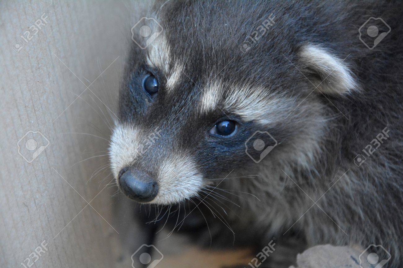 甘いアライグマの赤ちゃん の写真素材 画像素材 Image