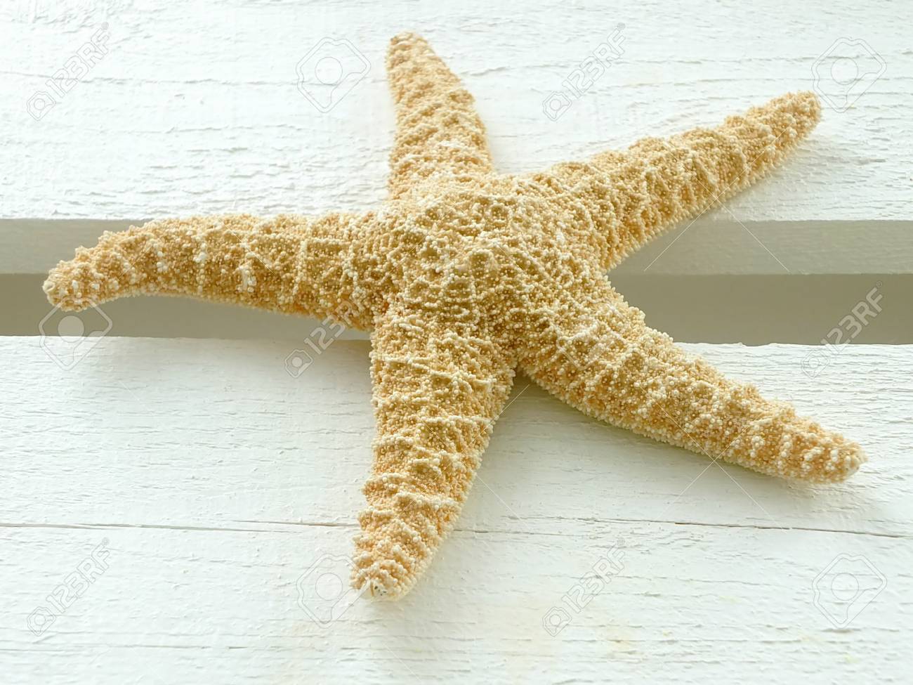 ヒトデの画像 の写真素材 画像素材 Image