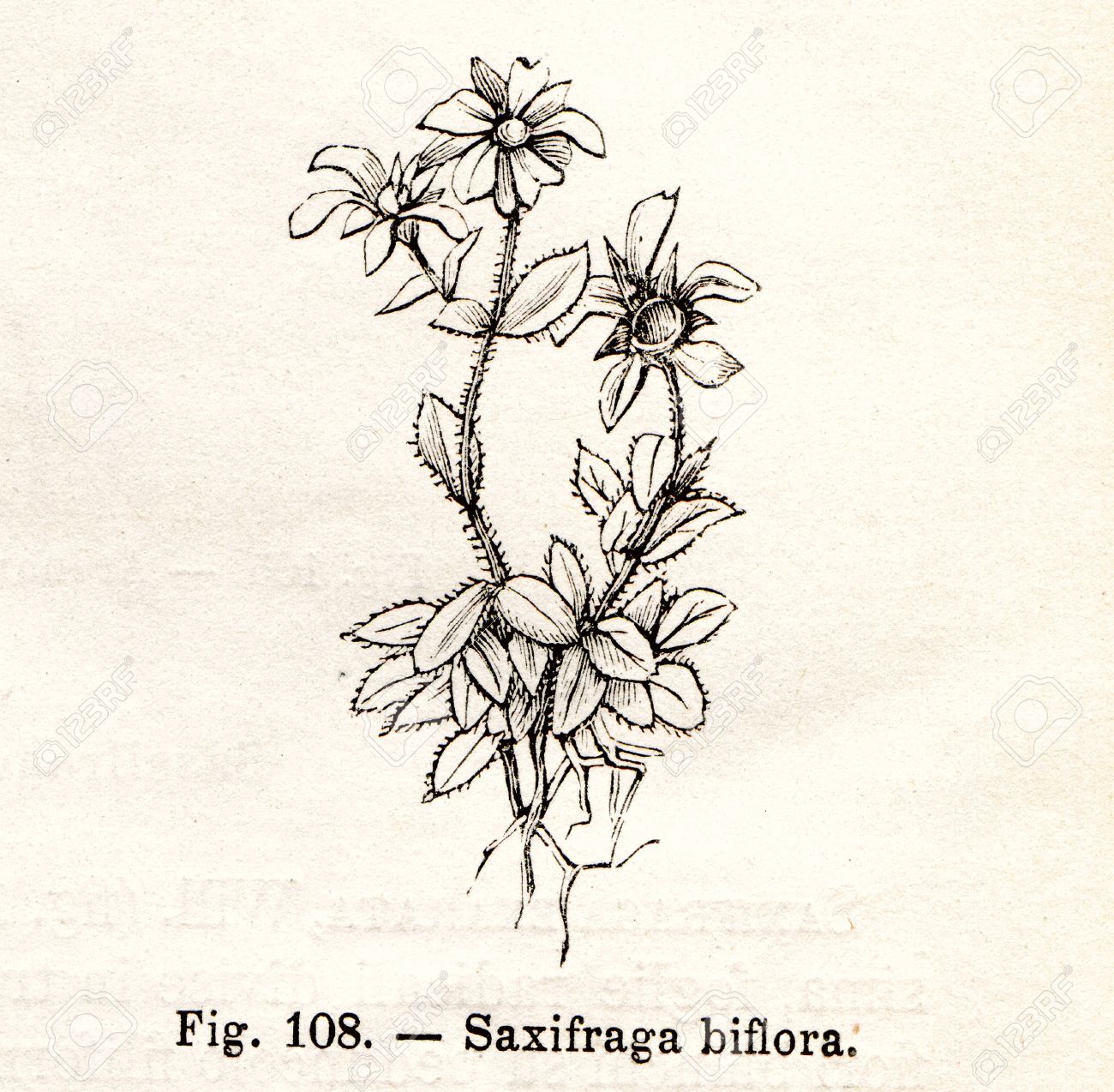 ビンテージ ユキノシタ Biflora 花イラスト トゥーリン イタリア Flora Alpina 帳から 11 Fratelli ローダによって今パブリック ドメイン の写真素材 画像素材 Image ビンテージ ユキノシタ Biflora 花イラスト トゥーリン イタリア Flora Alpina 帳から 11 Fratelli ローダによって今パブリック ドメイン の写真素材 画像素材 Image