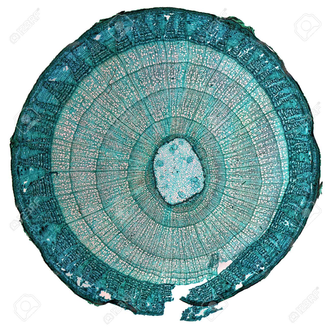 High Resolution Light Photomicrograph Of Tilia Stem Cross Section Stock Photo Picture And Royalty Free Image Image 33564183