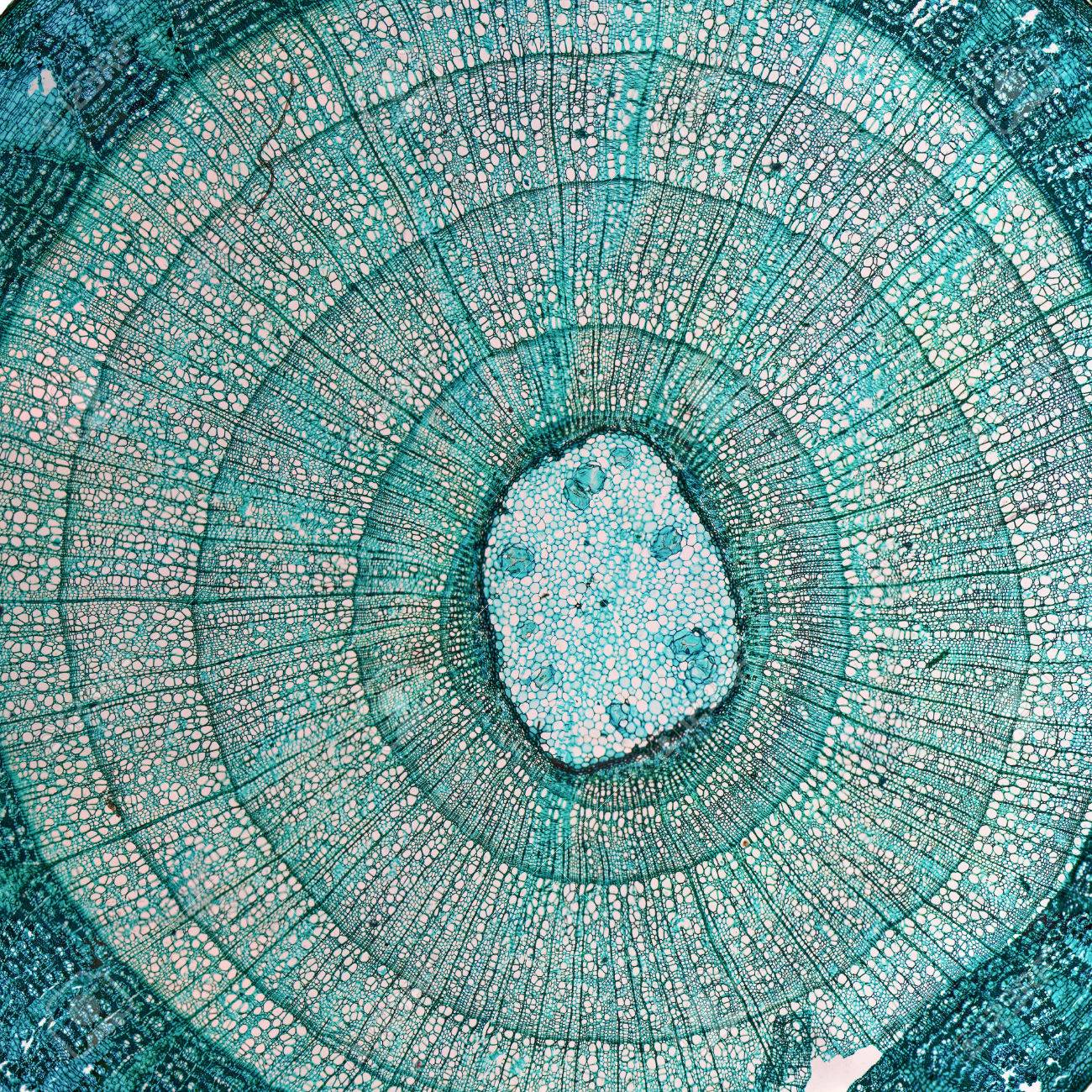 High Resolution Light Photomicrograph Of Tilia Stem Cross Section Stock Photo Picture And Royalty Free Image Image 34221680