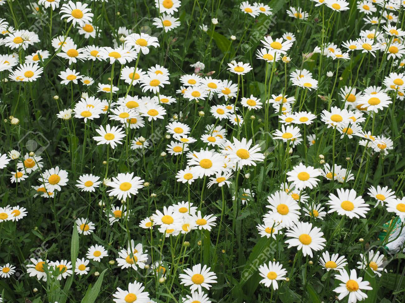 White Daisy Bellis Perennis Aka Common Daisy Or Lawn Daisy Or English Daisy Flower Bloom Stock Photo Picture And Royalty Free Image Image