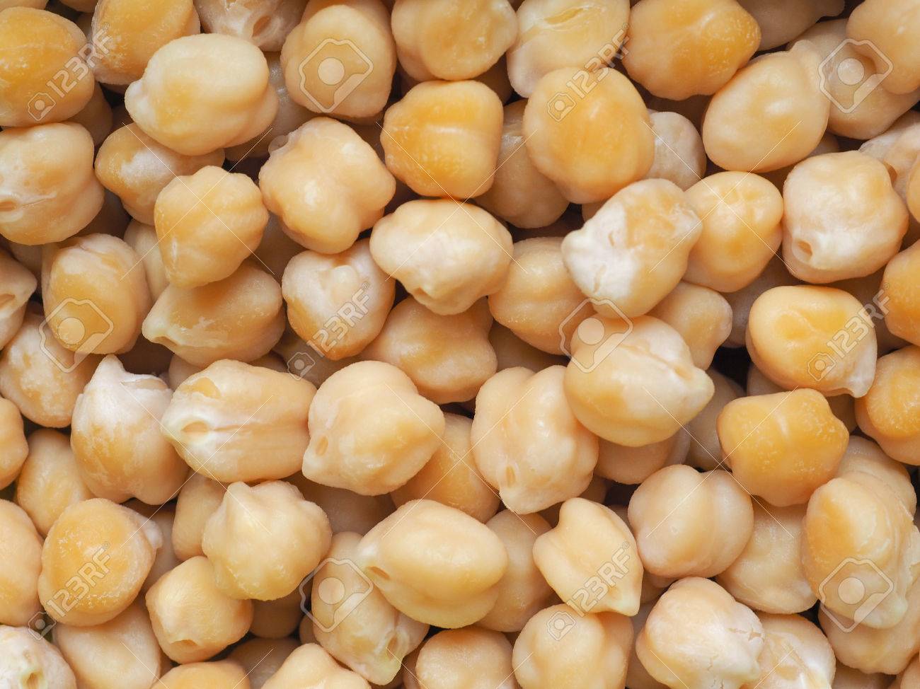 ヒヨコ豆マメ科別名ひよこ豆やされたヒヨコマメ培養 ベンガル グラム ひよこ豆 Ceci セスは Kabuli チャナ マメ科野菜の菜食主義の食糧の背景として役に立つ の写真素材 画像素材 Image