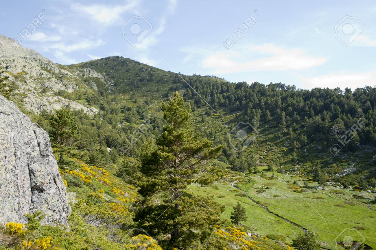 Beautiful View Of Summer Landscape With Prairie And Forest Sierra Stock Photo Picture And Royalty Free Image Image 80779507