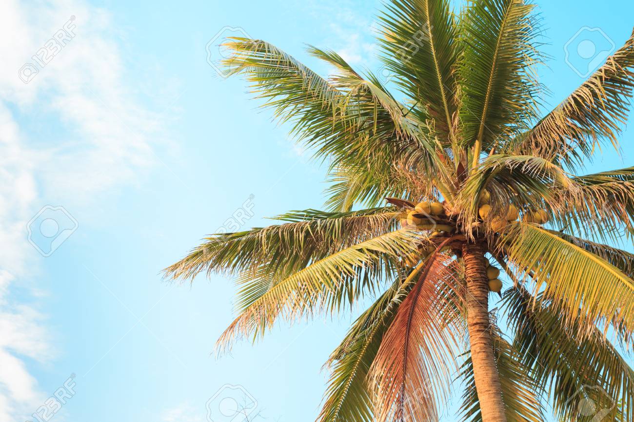 ヤシの木のココナッツ の写真素材 画像素材 Image