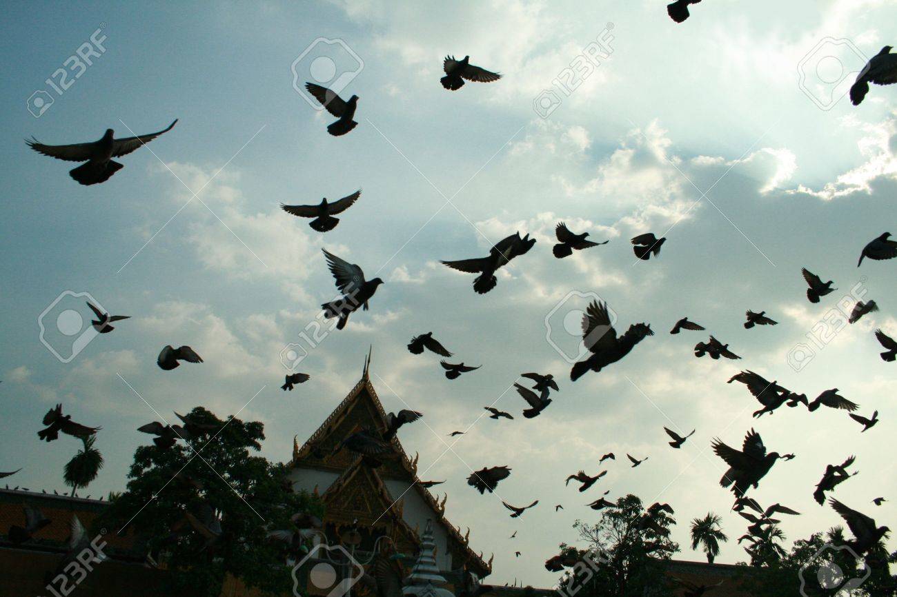 etiam-dictum-ipsum-a-felis