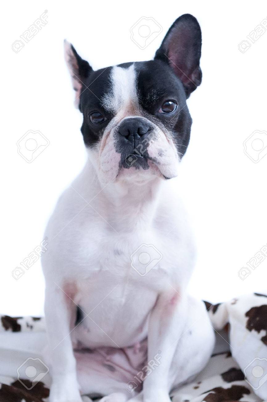 black and white frenchie