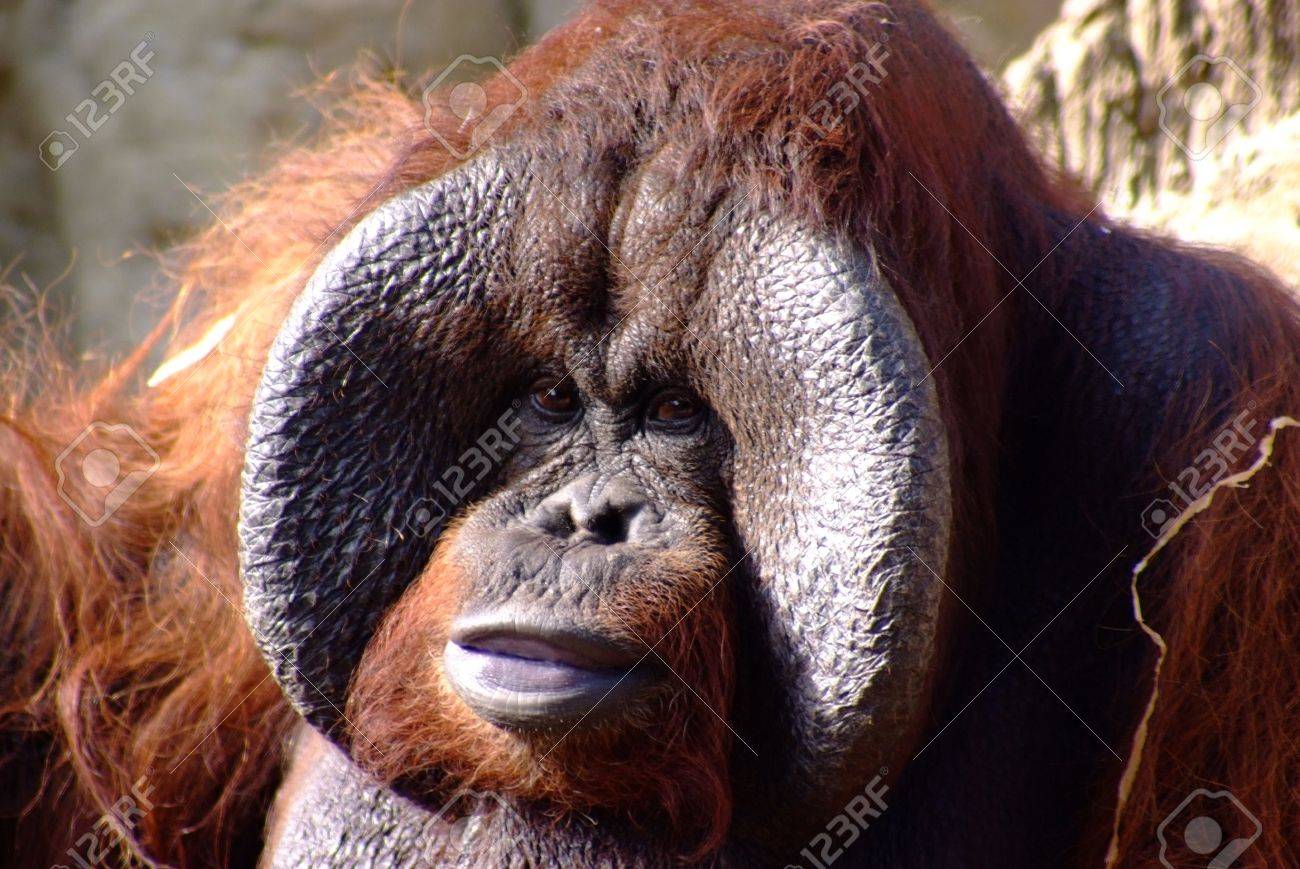 オランウータンの顔 の写真素材 画像素材 Image