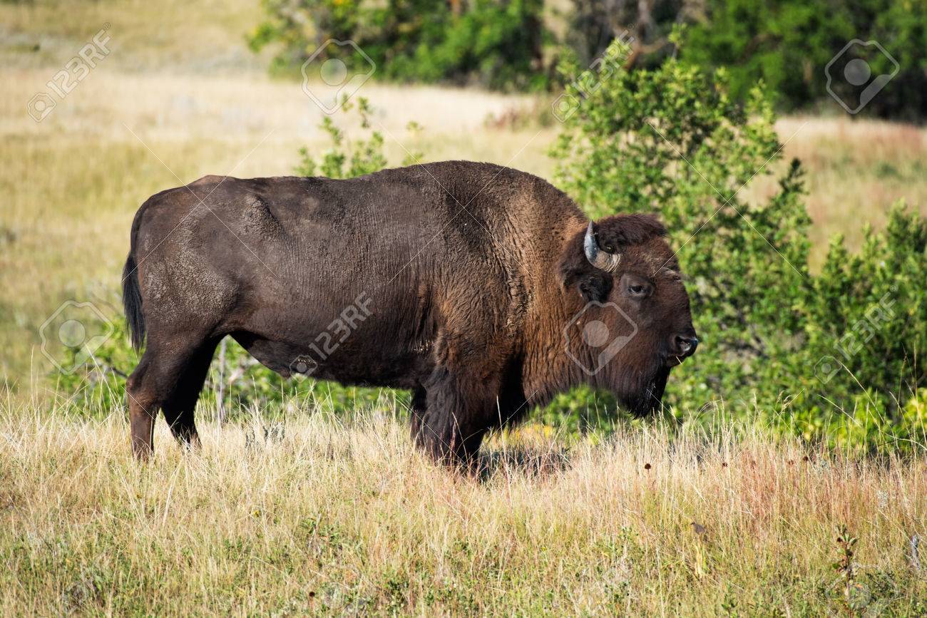 セオドア ルーズベルト国立公園のバイソン の写真素材 画像素材 Image