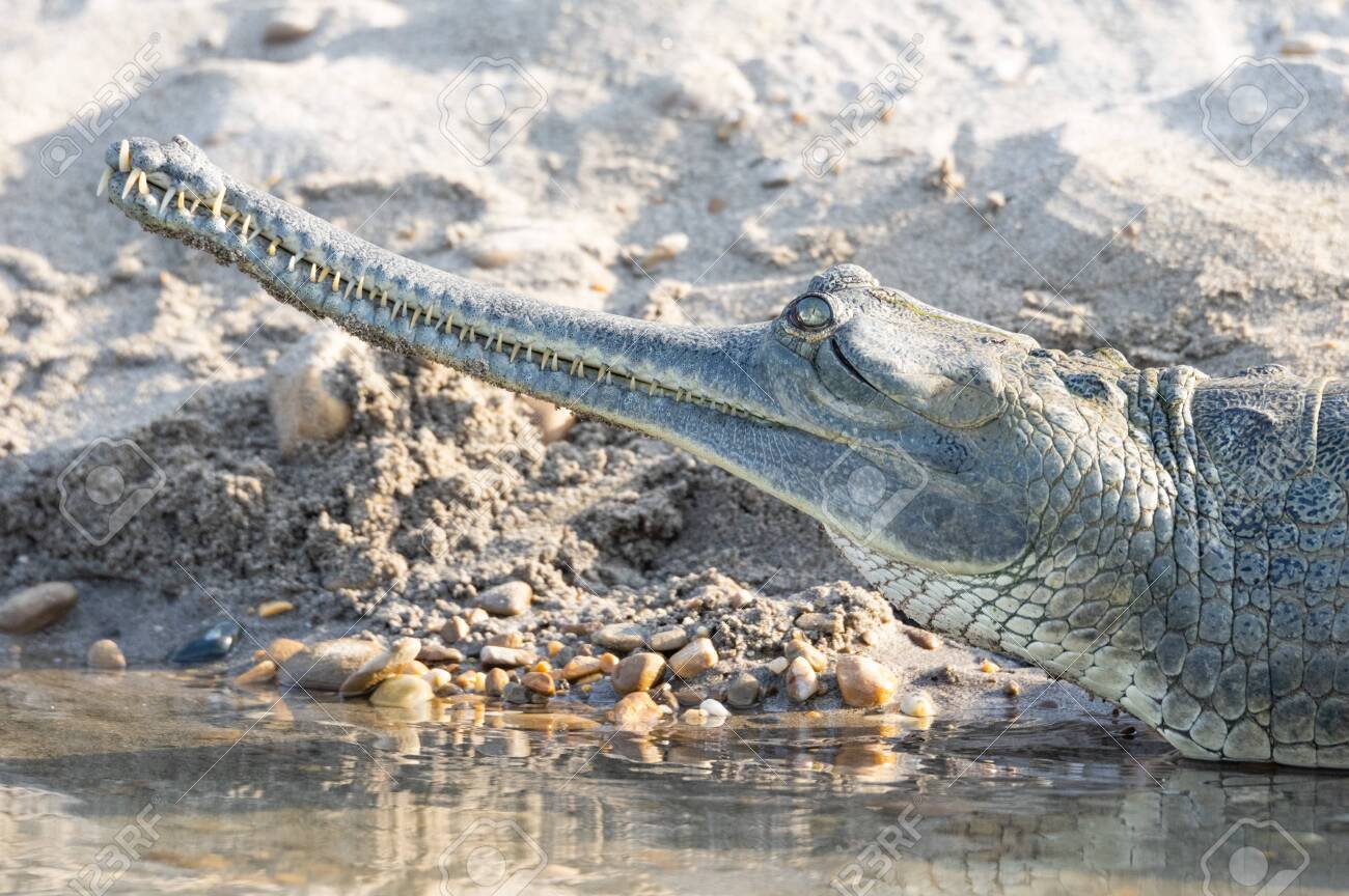 A Gharial Or Gavialis Gangeticus A Fish Eating Crocodile Close Up Stock Photo Picture And Royalty Free Image Image