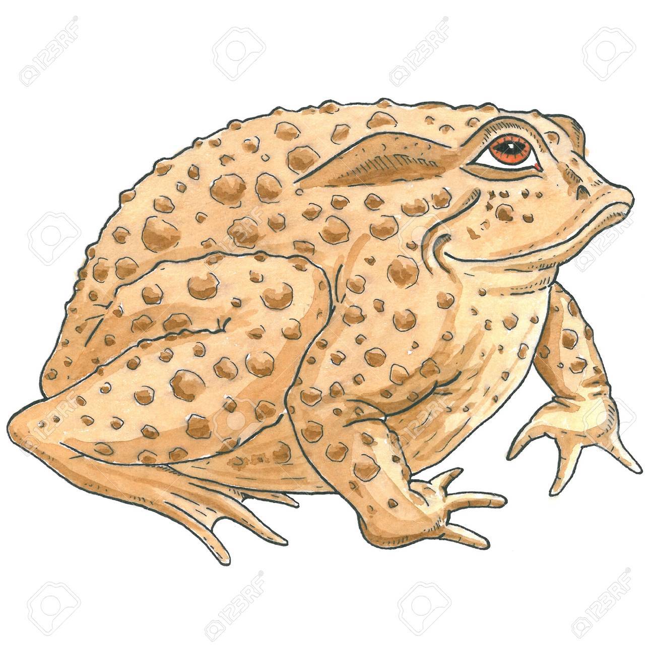 ヒキガエルのイラスト素材 ベクタ Image