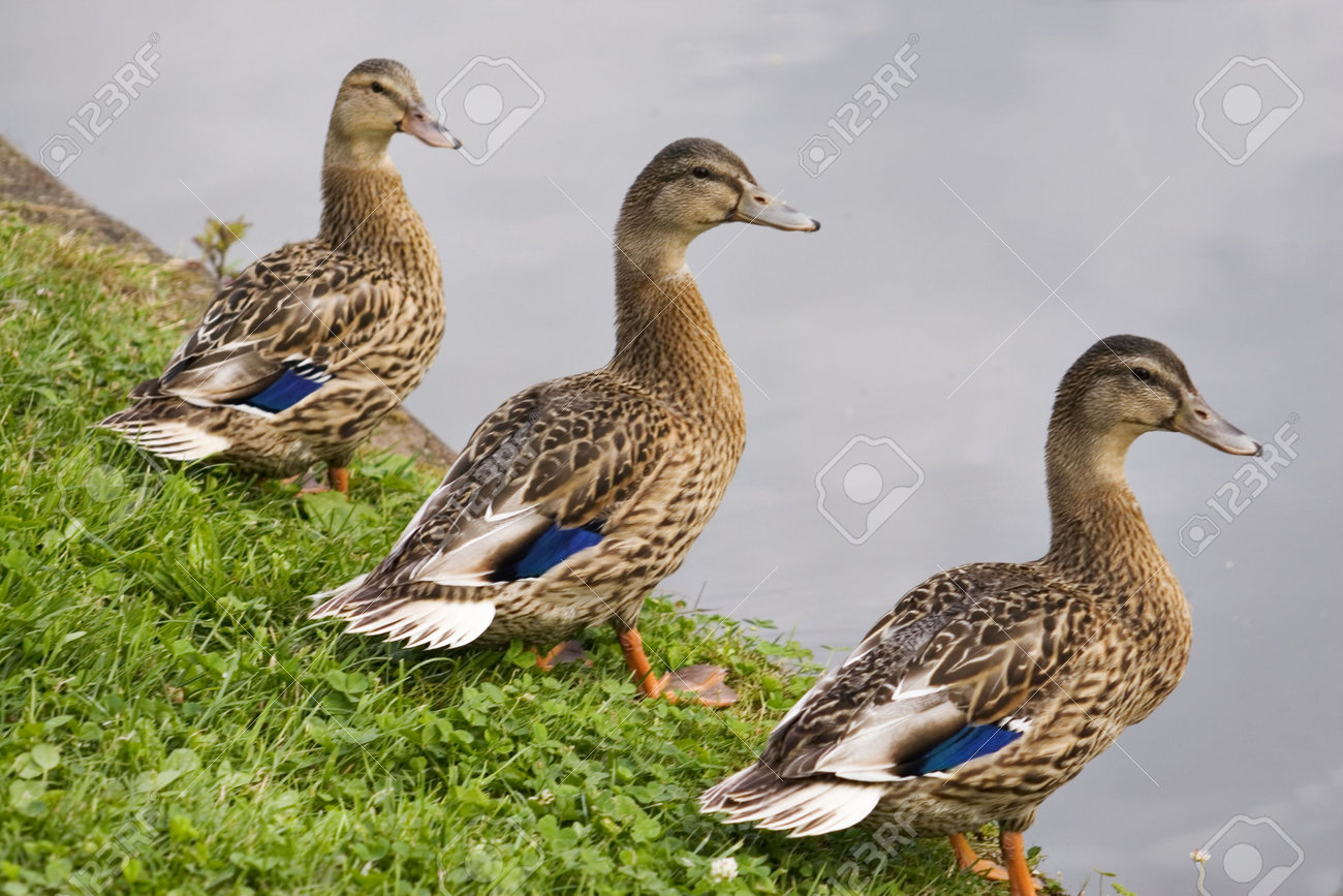 three ducks in a row on the riverbank stock photo picture and