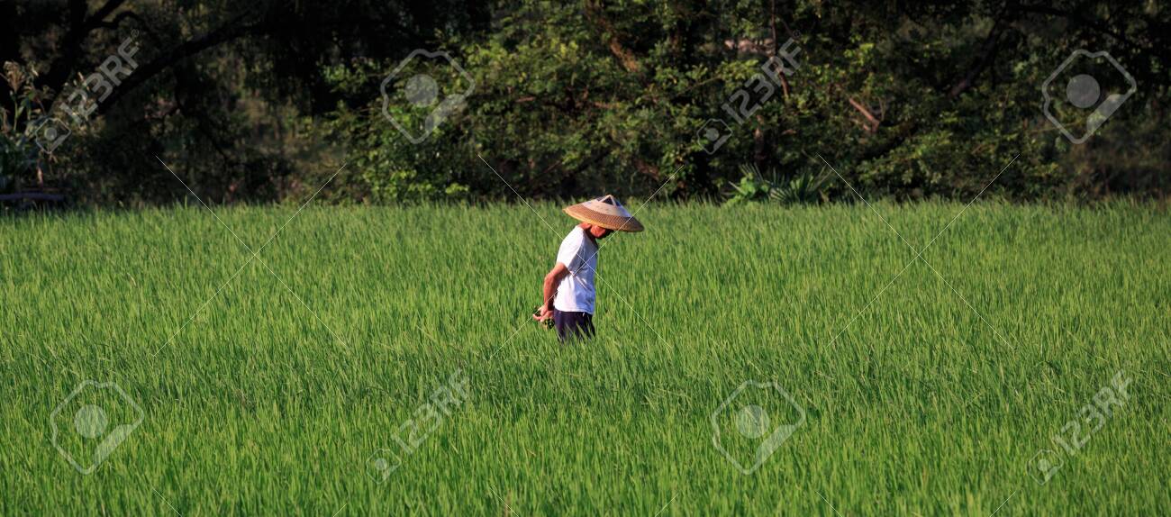 chinese farmer hat