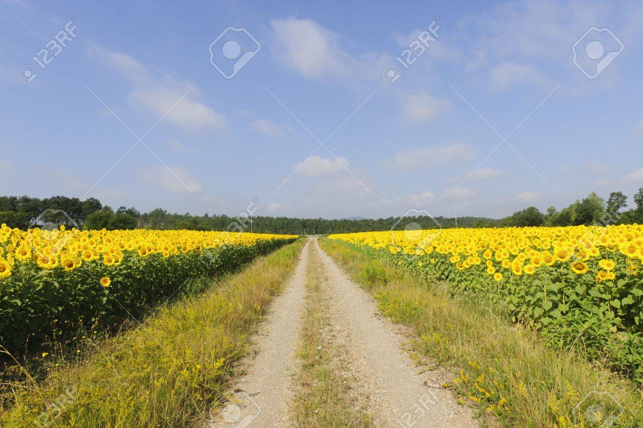 Summer Fields nude 943