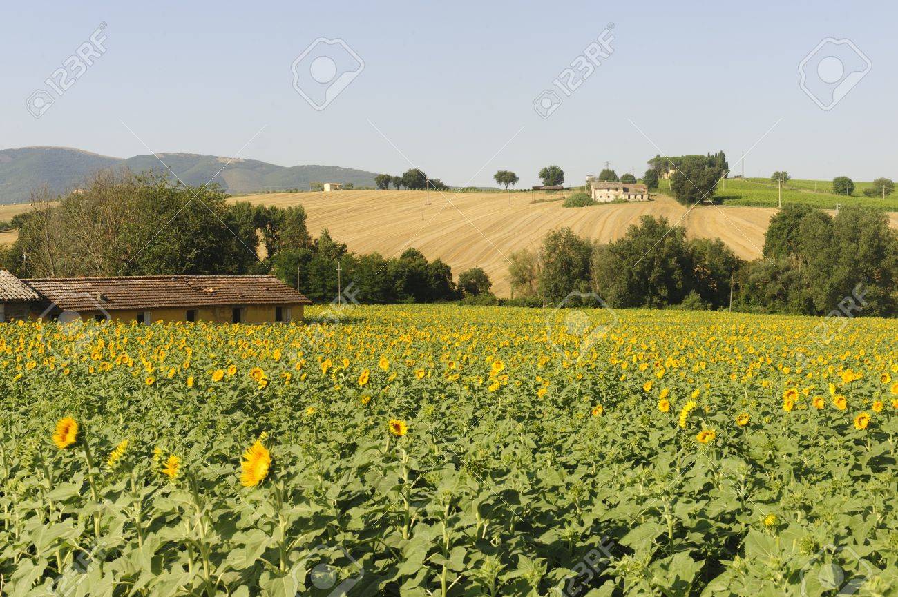 Country Landscape In Umbria Near Todi (Perugia, Italy) At Summer Stock  Photo, Picture and Royalty Free Image. Image 12107037., image size:1300x865