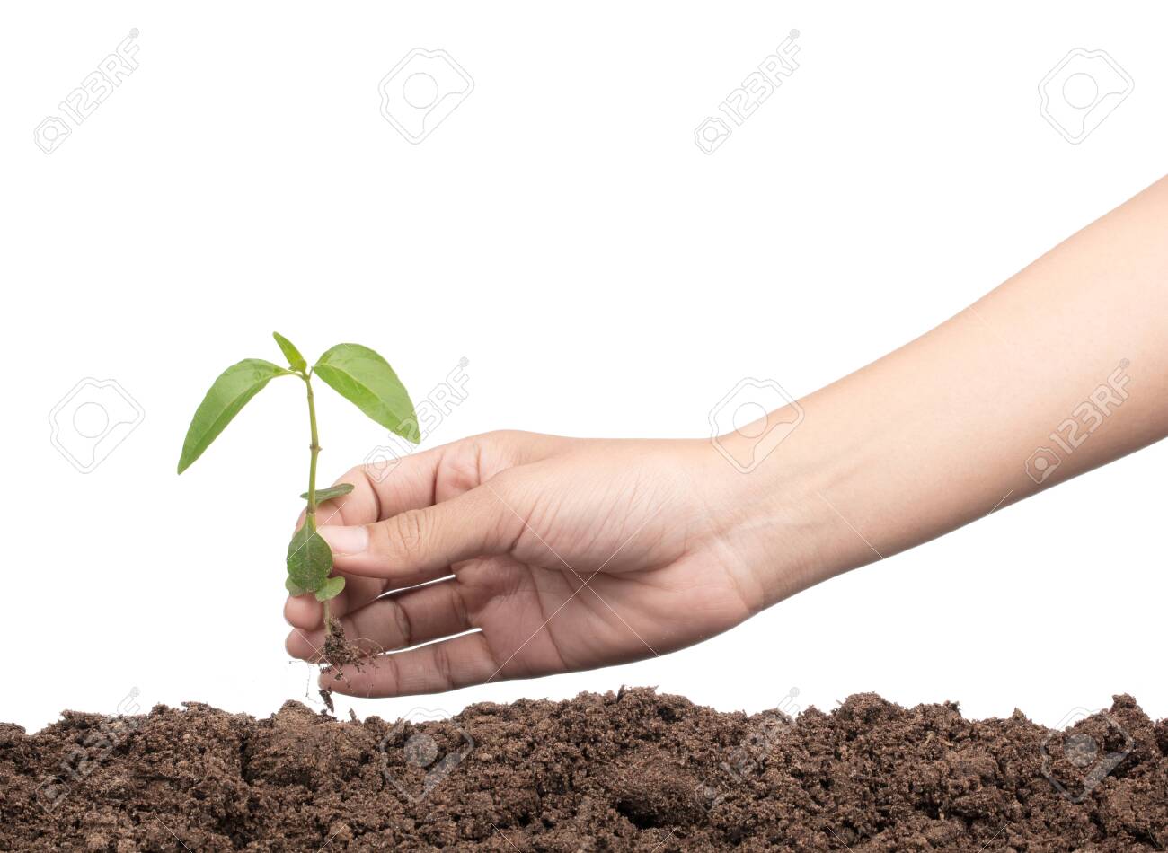 Hands Planting A Tree Isolated On White Background Stock Photo, Picture and  Royalty Free Image. Image 124028207.