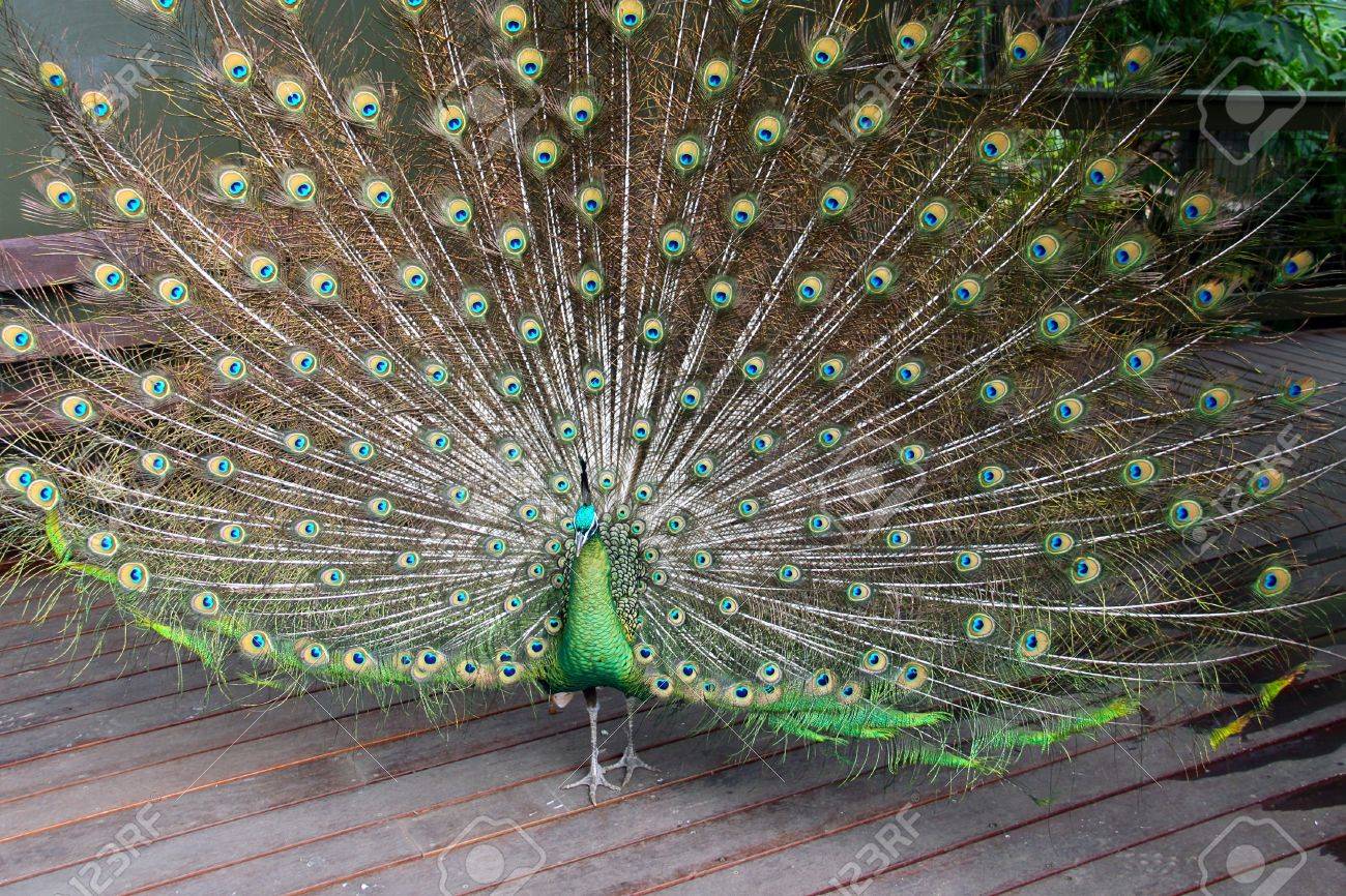 RS7-74宝石質珍しい高貴なピーコックブルー孔雀青スピネルミャンマー産 ルース RS7-74 宝石質 珍しい高貴なピーコックブルー 孔雀青 孔雀緑 スピネル