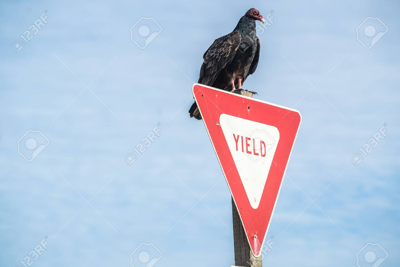 Turkey Vulture Buzzard Condor Ready To Take Flight Sitting On Stock Photo Picture And Royalty Free Image Image