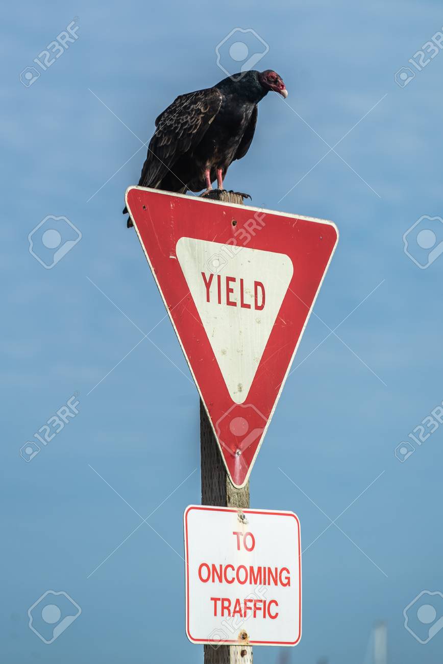 Turkey Vulture Buzzard Condor Ready To Take Flight Sitting On Stock Photo Picture And Royalty Free Image Image