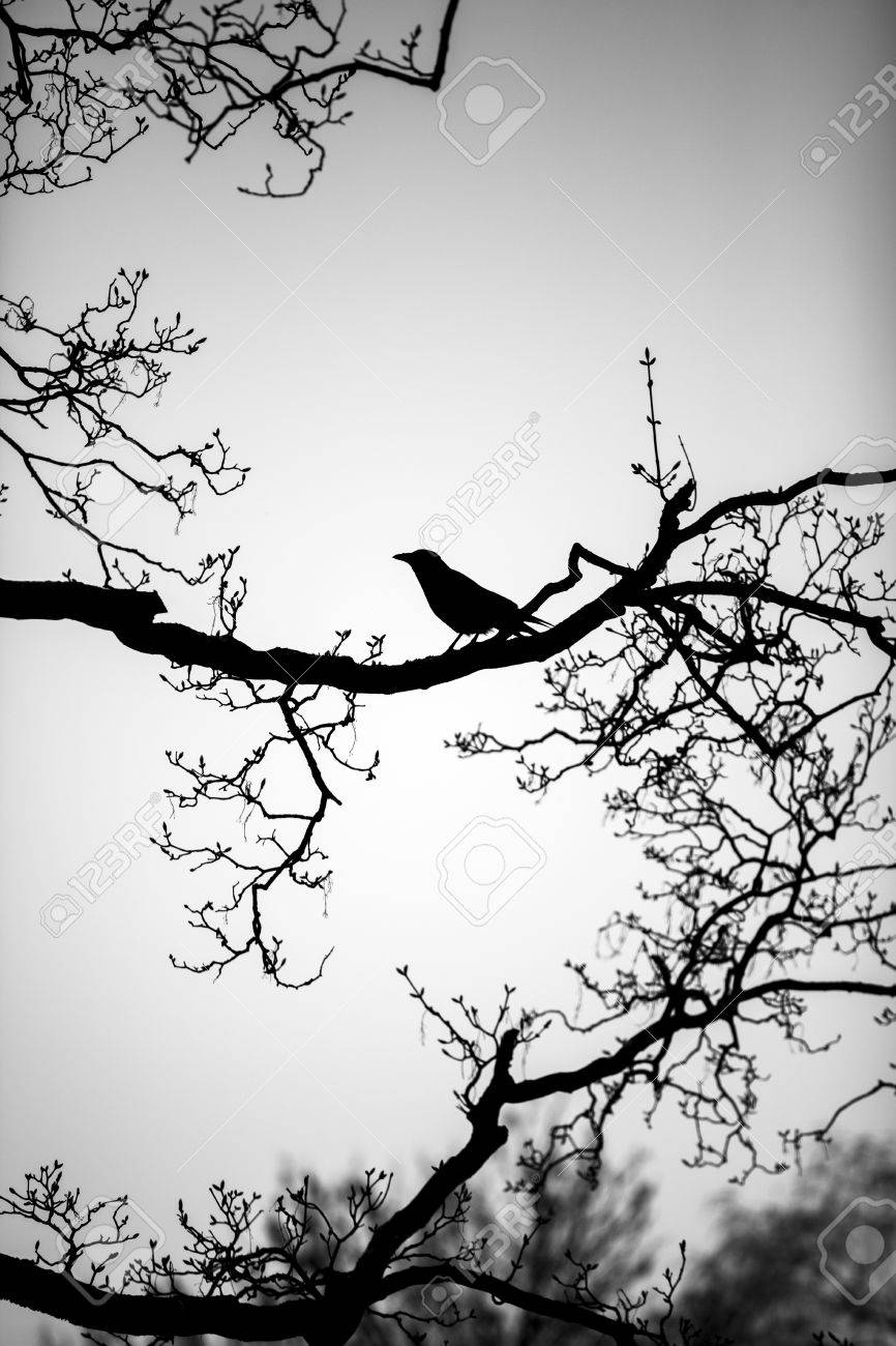 木の裸の枝にとまるカラスの黒シルエット の写真素材 画像素材 Image 70339443