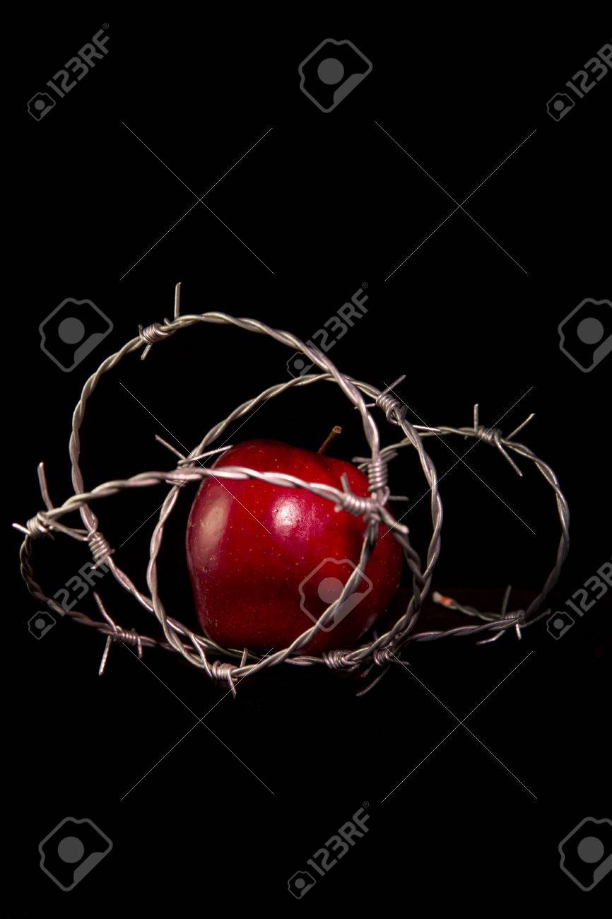 Forbidden fruit the apple tree lyrics