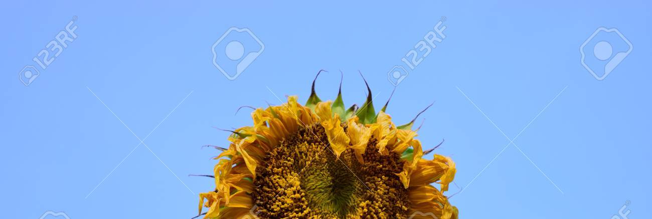 しおれさせた巨大なひまわり ヒマワリ の種子の頭のクローズ アップ の写真素材 画像素材 Image