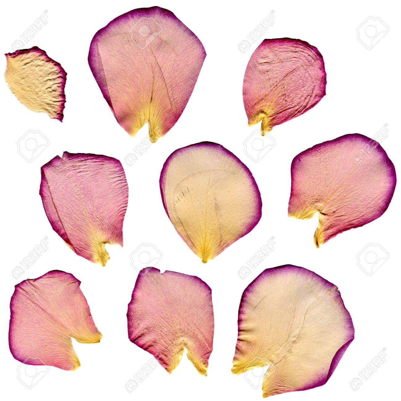 Uso de petalos de rosa secos