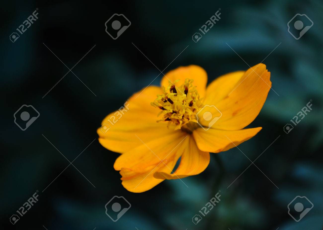 etiam-dictum-ipsum-a-felis