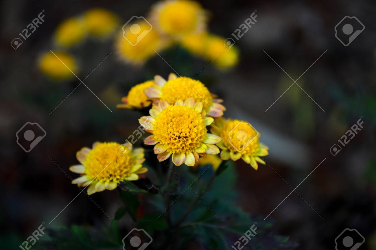 etiam-dictum-ipsum-a-felis