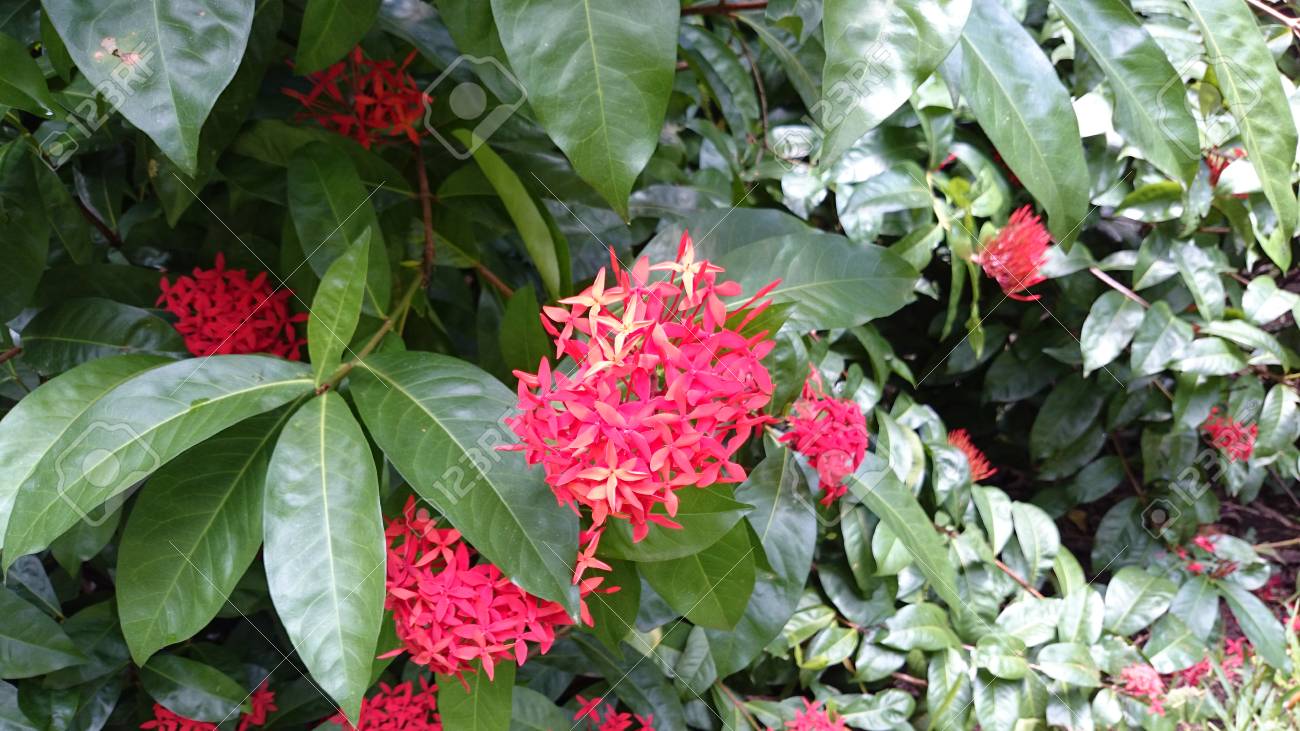 南国の赤い花 の写真素材 画像素材 Image