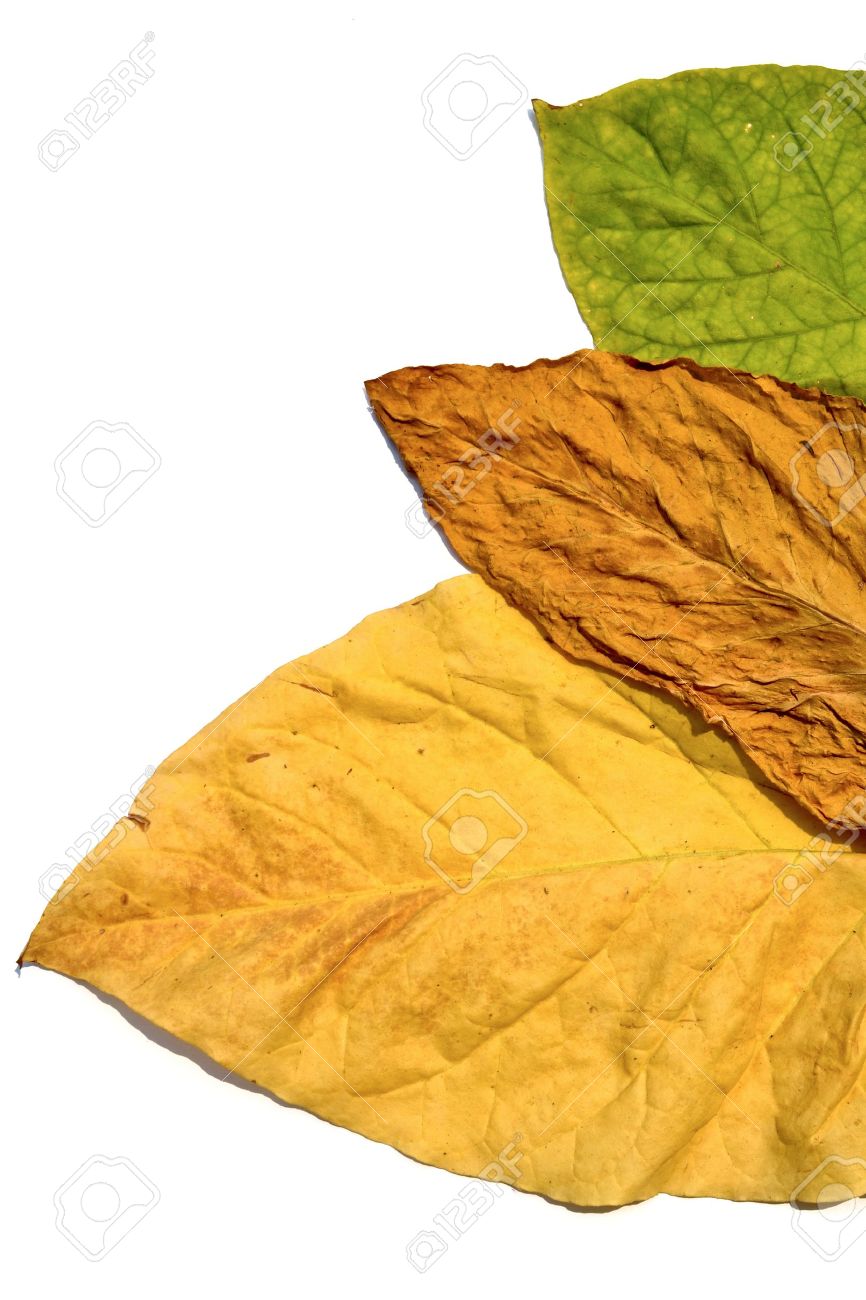 Tobacco Leaf On White Background Stock Photo Picture And Royalty