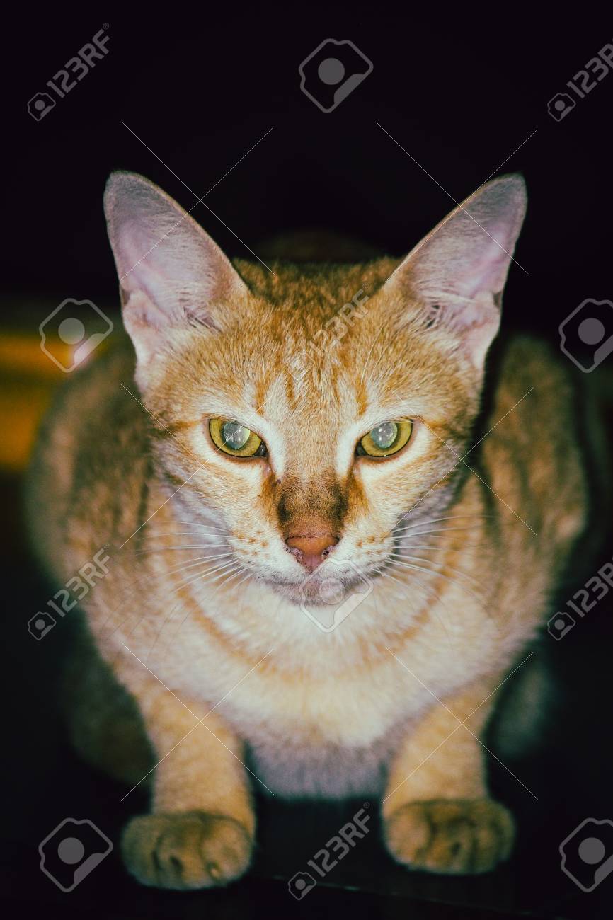 etiam-dictum-ipsum-a-felis