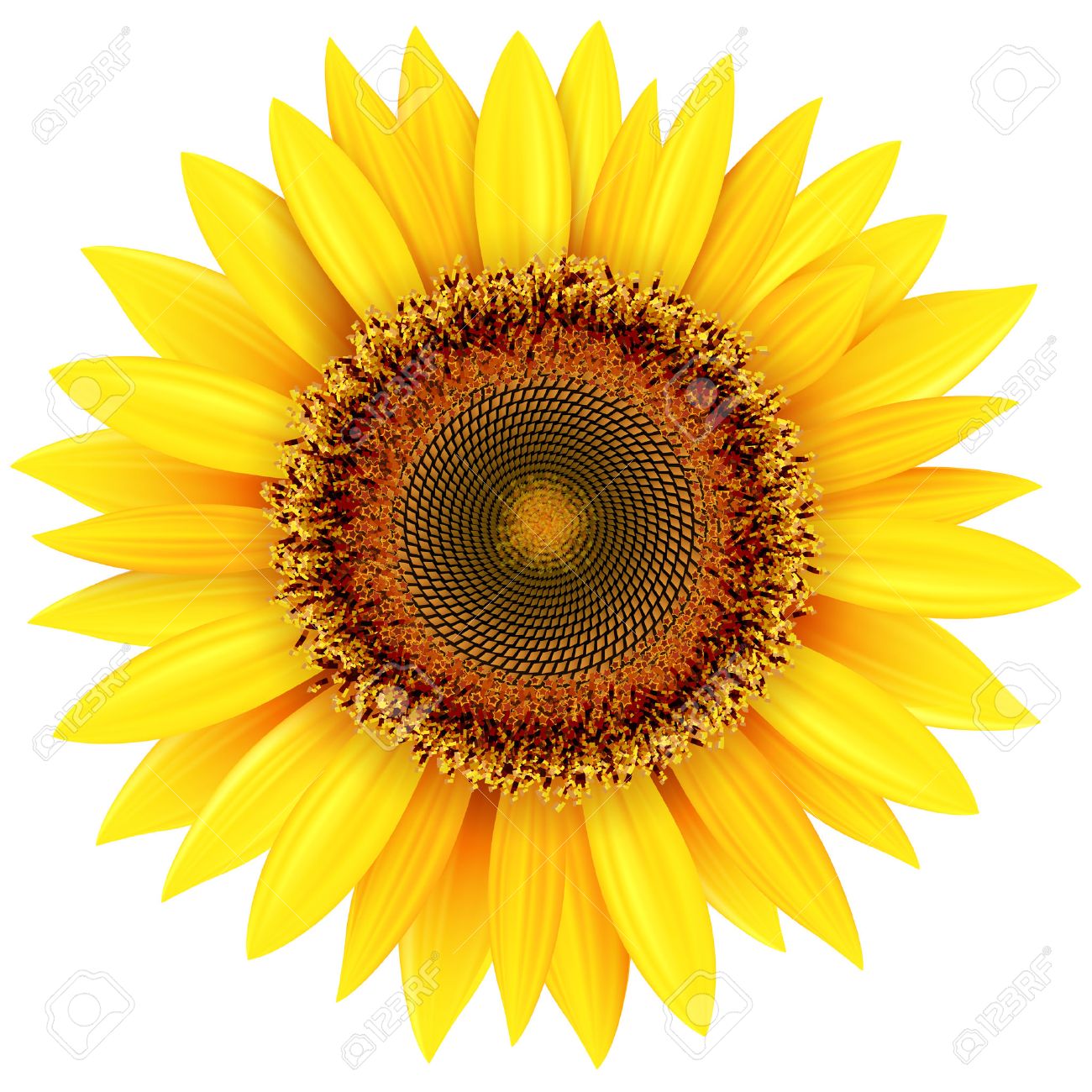 Sunflower isolated, vector illustration. - 44844911 Sunflower isolated, vector illustration. - 44844911