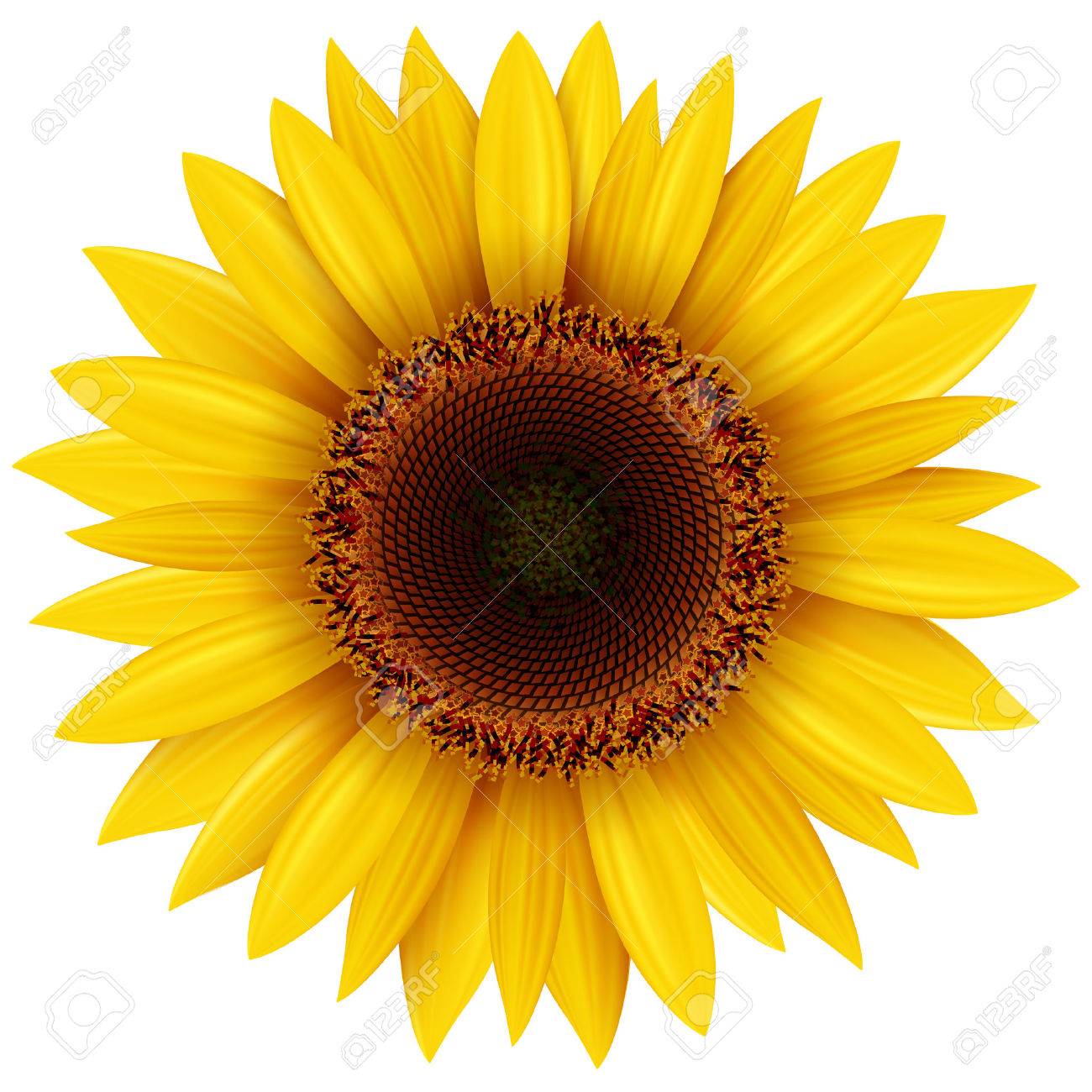 ひまわりの分離の図 のイラスト素材 ベクタ Image