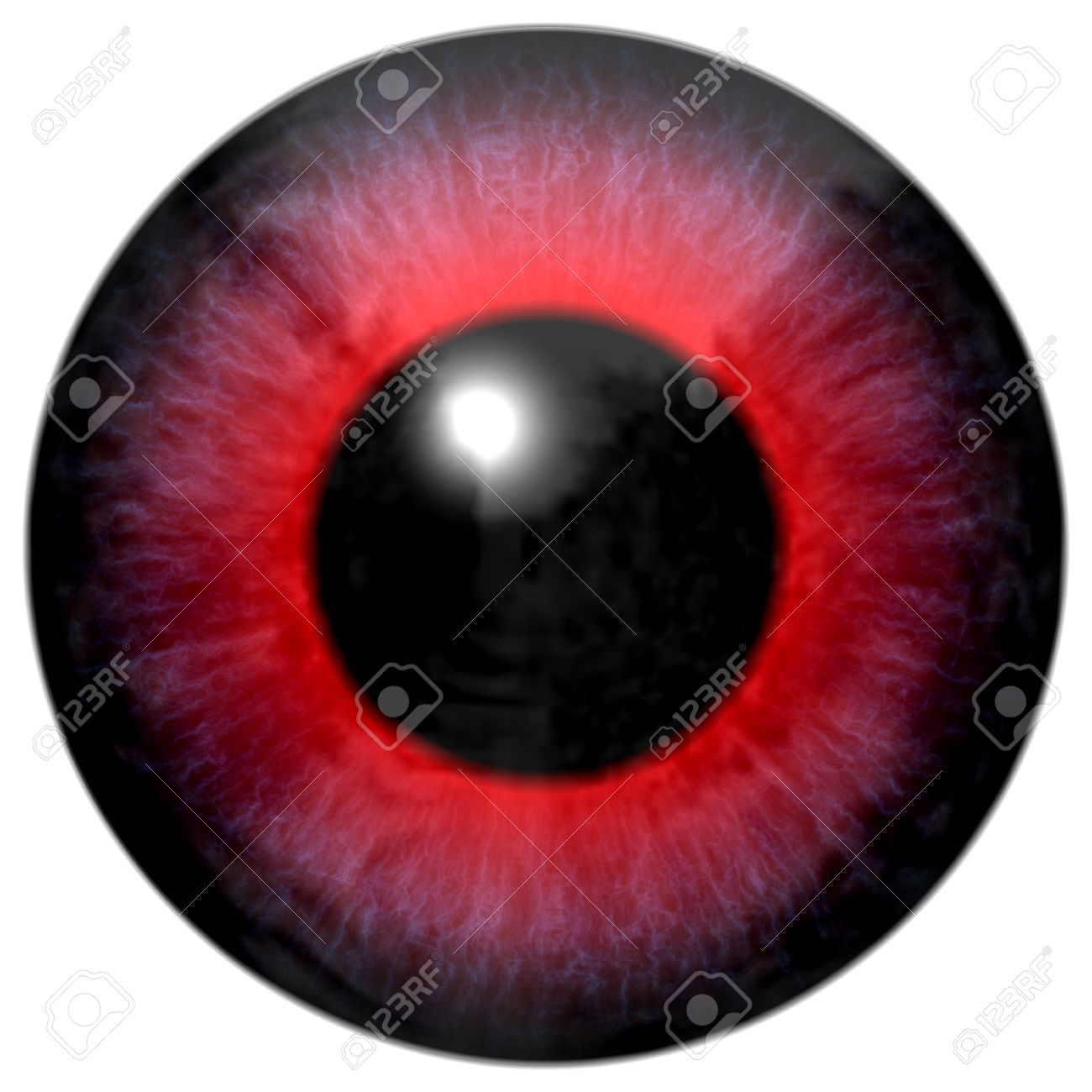 黒い瞳 灰色のアイリス、白い静脈および黒い瞳と目の詳細の写真素材・画像素材
