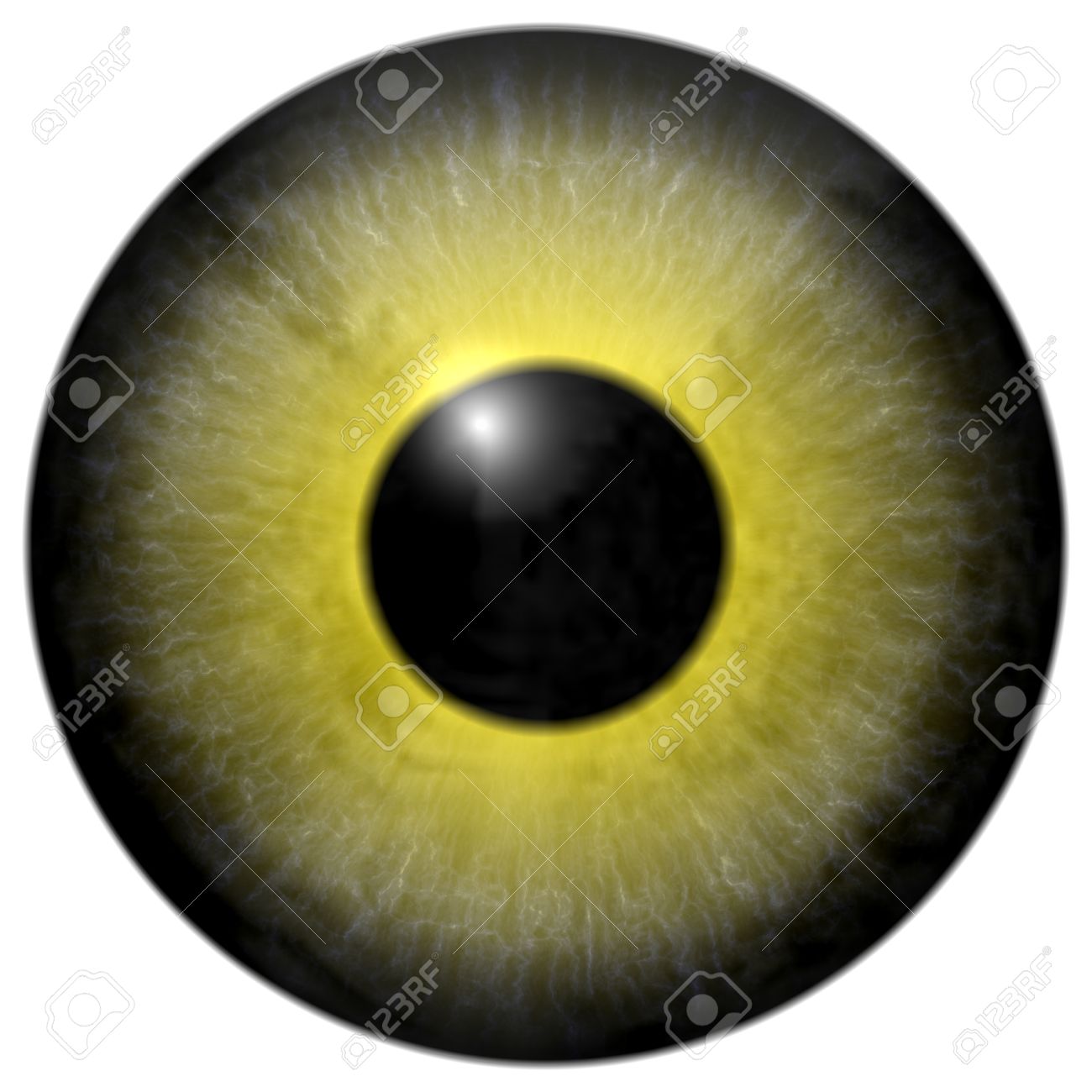 detail of eye with olive green colored iris veins and black stock