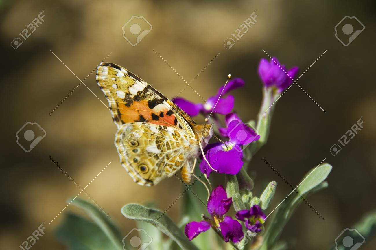 etiam-dictum-ipsum-a-felis