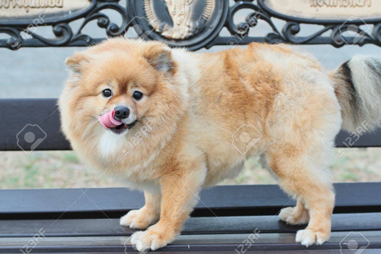 ポメラニアン子犬犬の毛づくろい ショートヘアのかわいいペットが幸せな笑顔 の写真素材 画像素材 Image 57123437