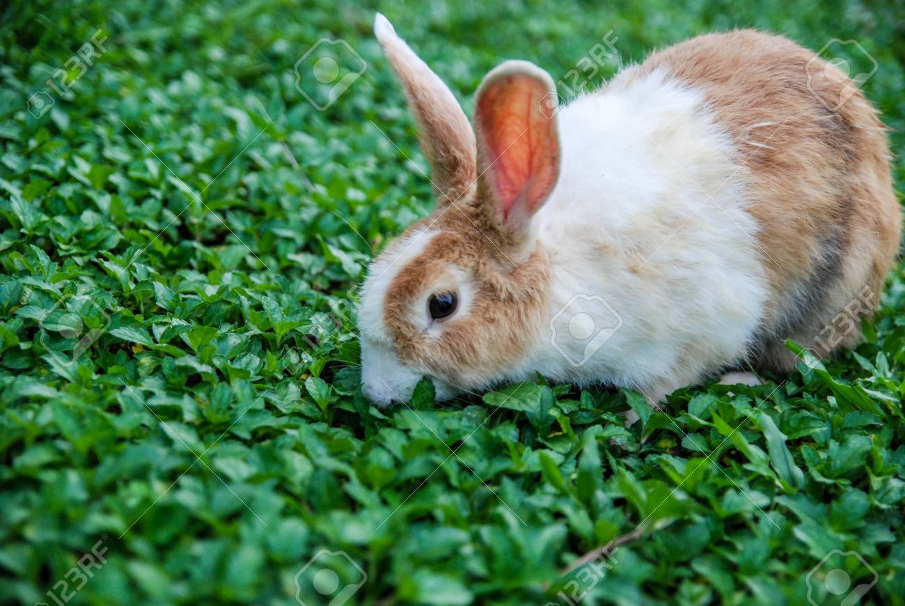 庭の草を食べるウサギ の写真素材 画像素材 Image