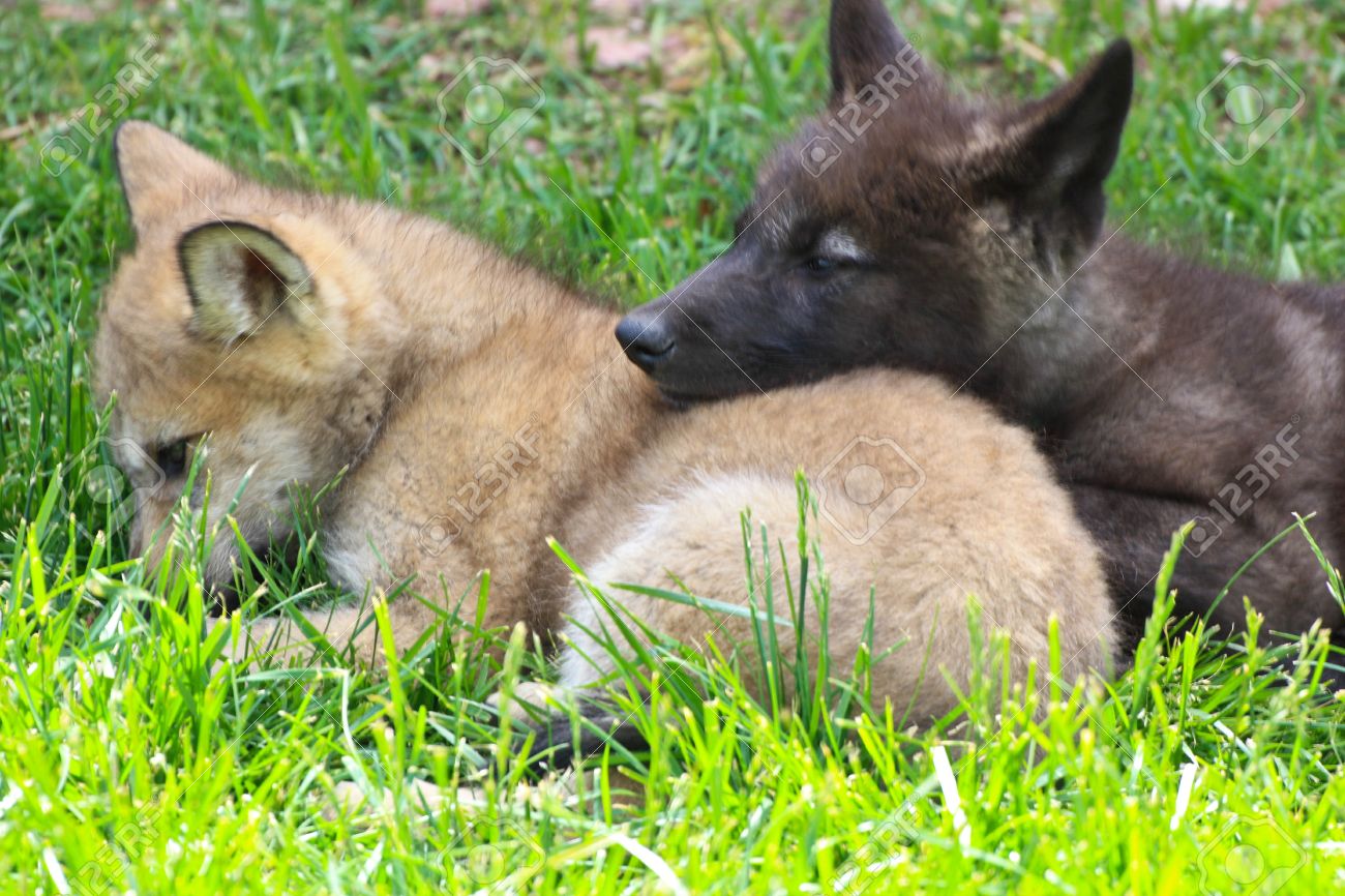 Black And Tan Wolf Pups Sleeping On Each Other Stock Photo, Picture And Royalty Free Image. Image 17859824.