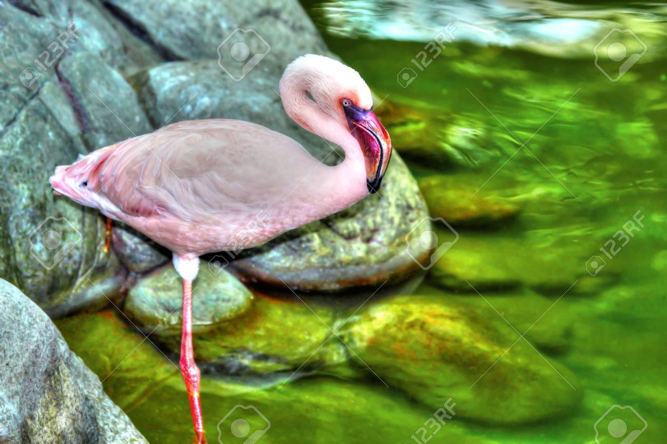 美しい Hdr 高ダイナミック レンジで片足ピンク フラミンゴ立ち保持 の写真素材 画像素材 Image 美しい Hdr 高ダイナミック レンジで片足ピンク フラミンゴ立ち保持 の写真素材 画像素材 Image