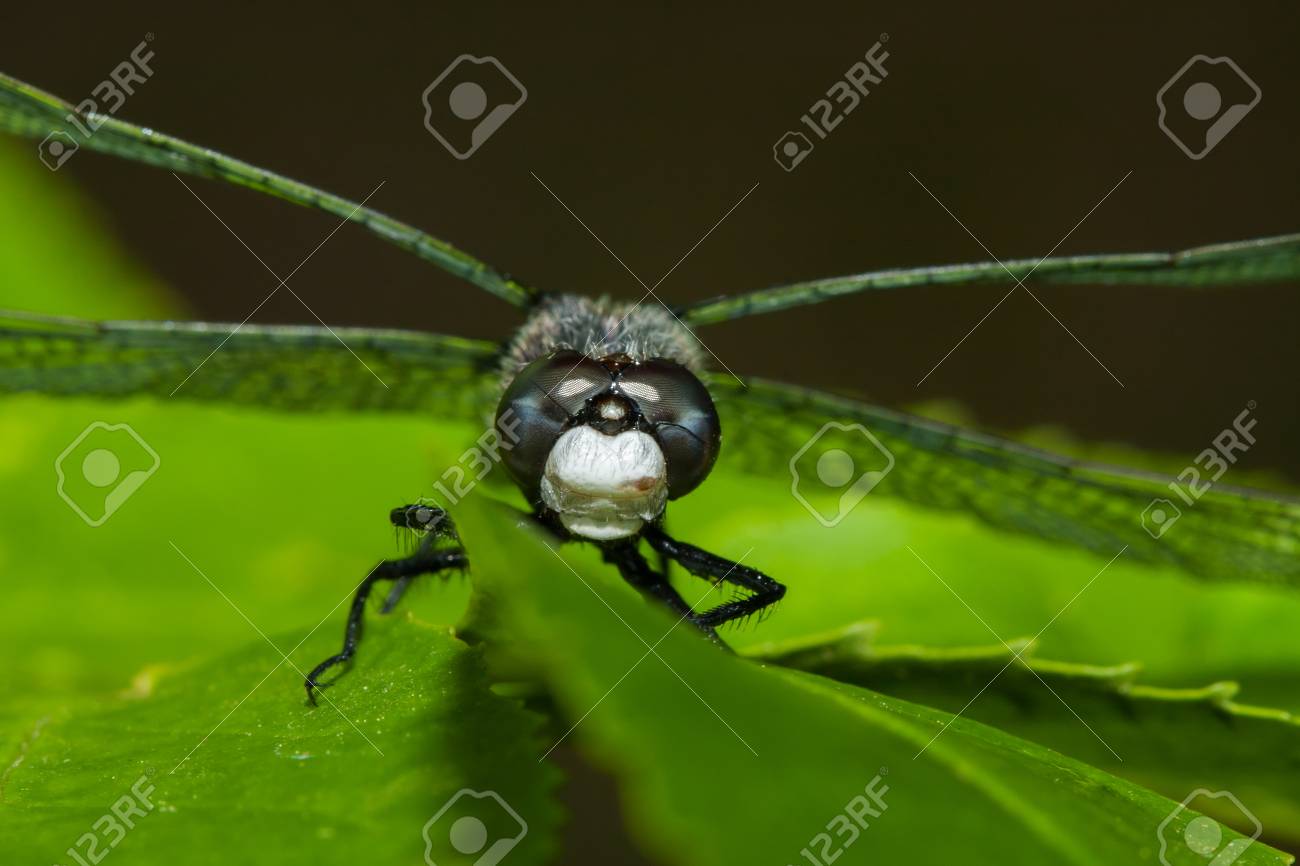 etiam-dictum-ipsum-a-felis