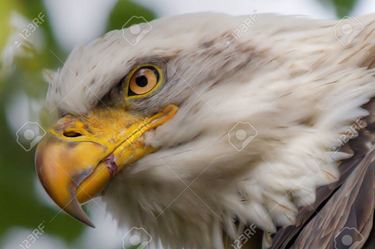 american bald eagle perched