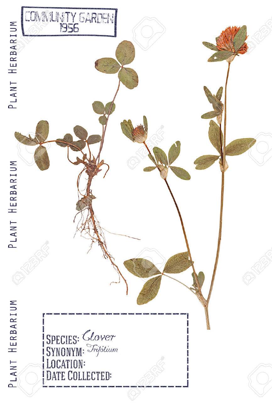 Herbarium Of Pressed Parts Of The Plant Clover Stem Leaves Stock Photo Picture And Royalty Free Image Image 58050849