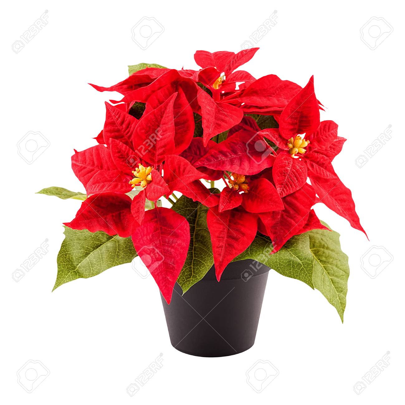 Christmas Flower Poinsettia In A Pot Isolated On White Stock Photo Picture And Royalty Free Image Image 88503198