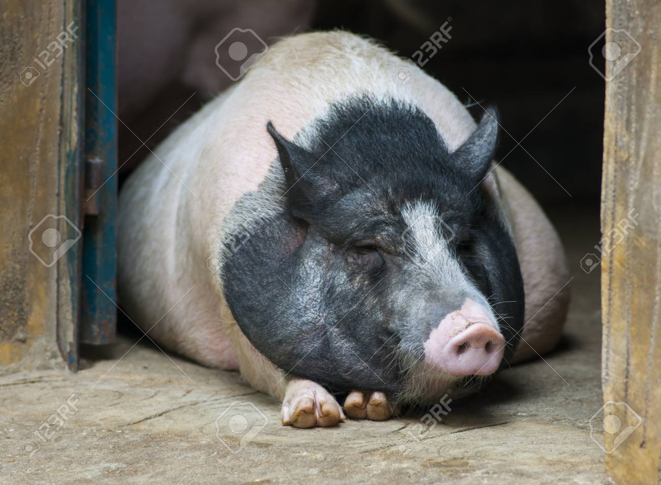 etiam-dictum-ipsum-a-felis