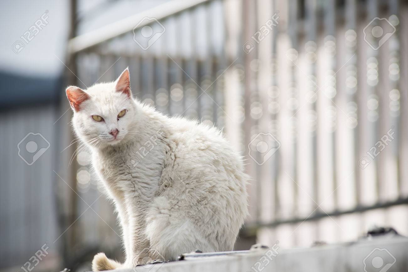 royal canin container