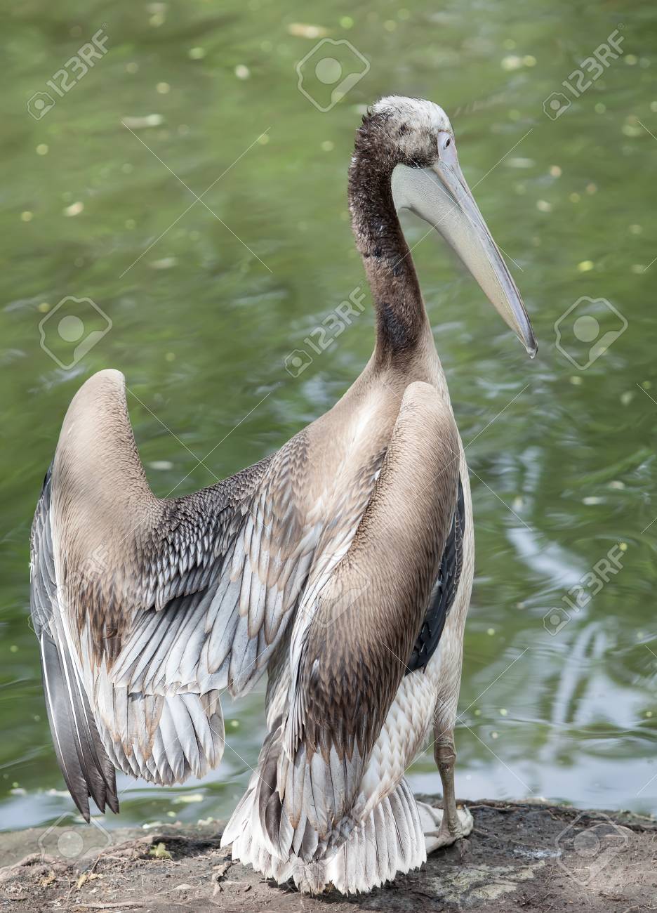 Pajaro De Bebe De Un Pelicano En La Arena Fotos Retratos Imagenes Y Fotografia De Archivo Libres De Derecho Image